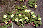 Fragaria chiloensis